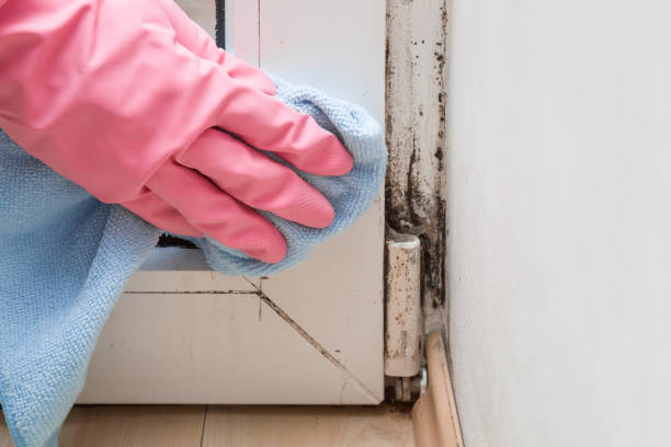 Best Commercial Mold Removal  in USA